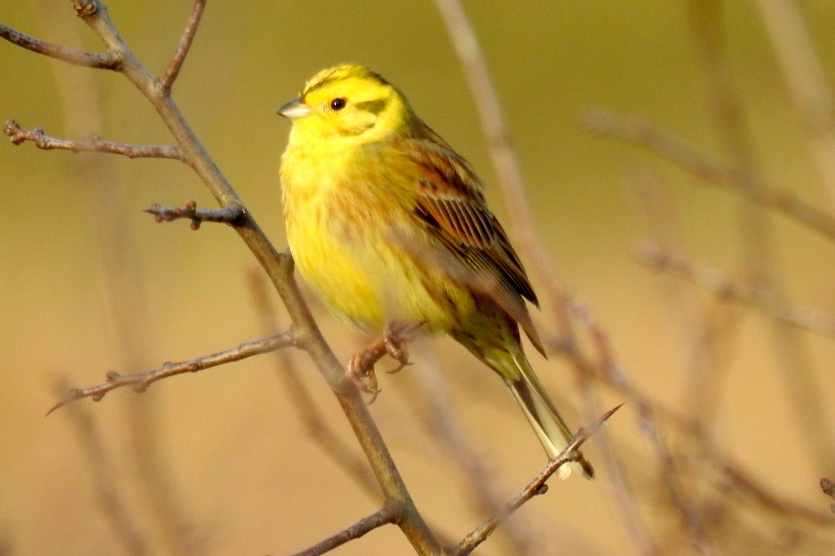 Yellowhammer - Peter Hines