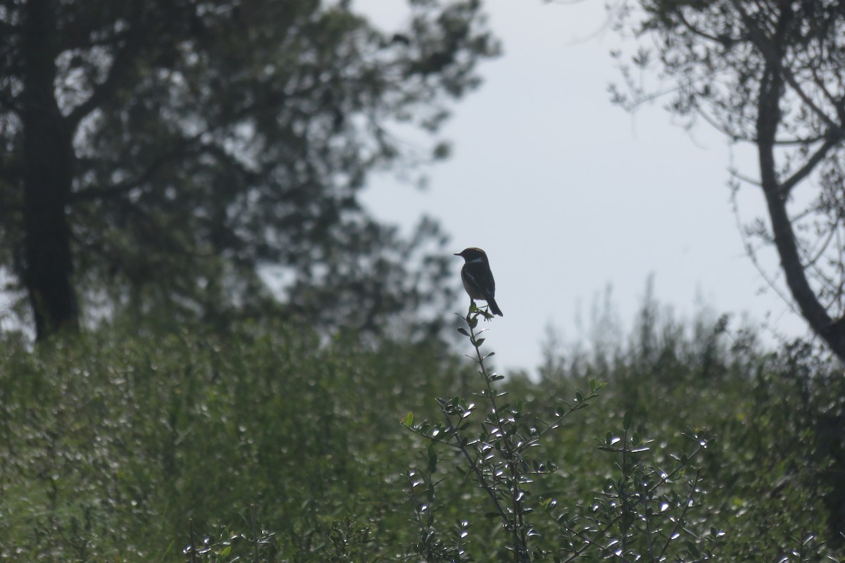 European Stonechat - ML536830211