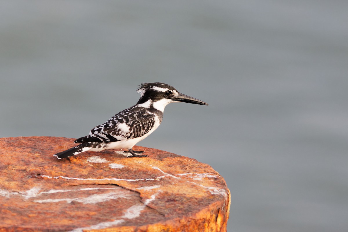 Pied Kingfisher - ML536831521