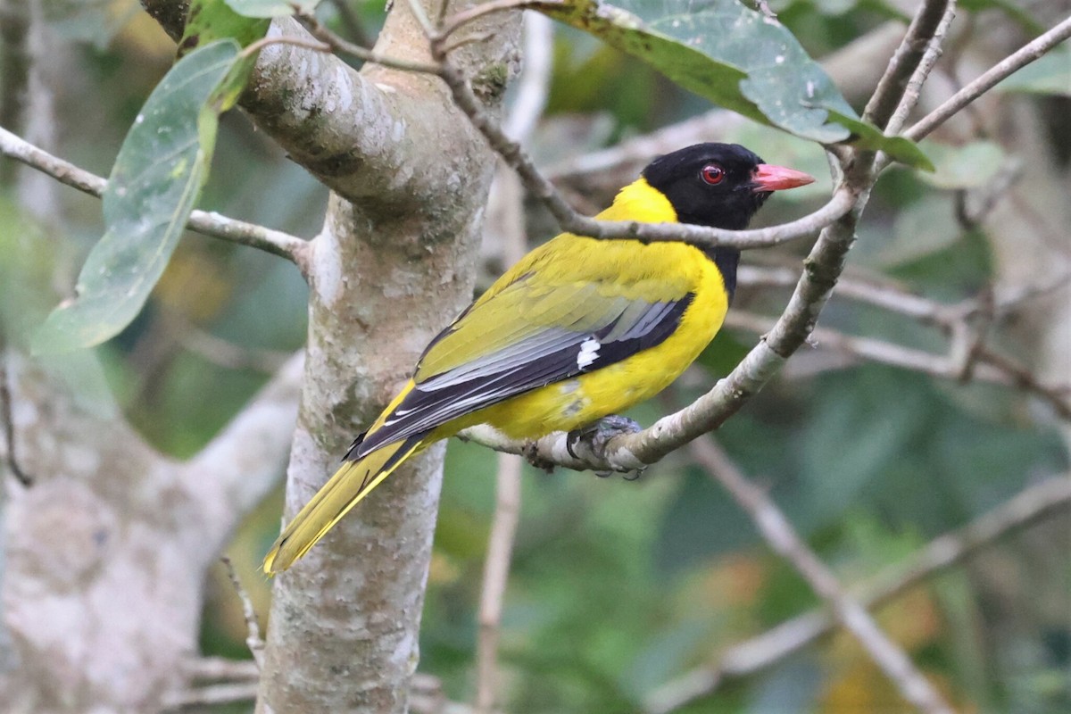 Western Black-headed Oriole - ML536831751