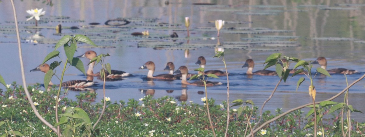 Fulvous Whistling-Duck - ML536832061