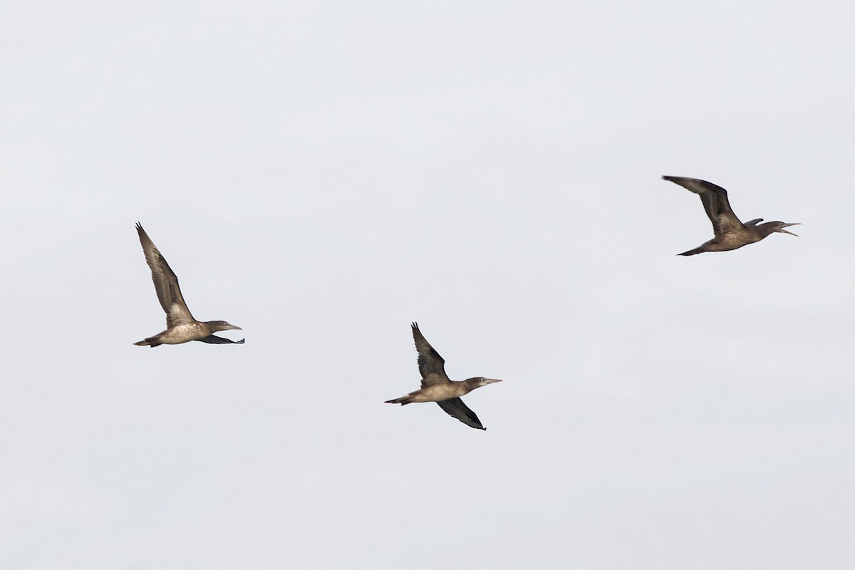 Northern Gannet - ML536832211