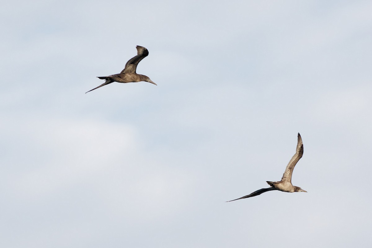 Northern Gannet - ML536832821
