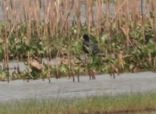 Eurasian Coot - Kris Webb