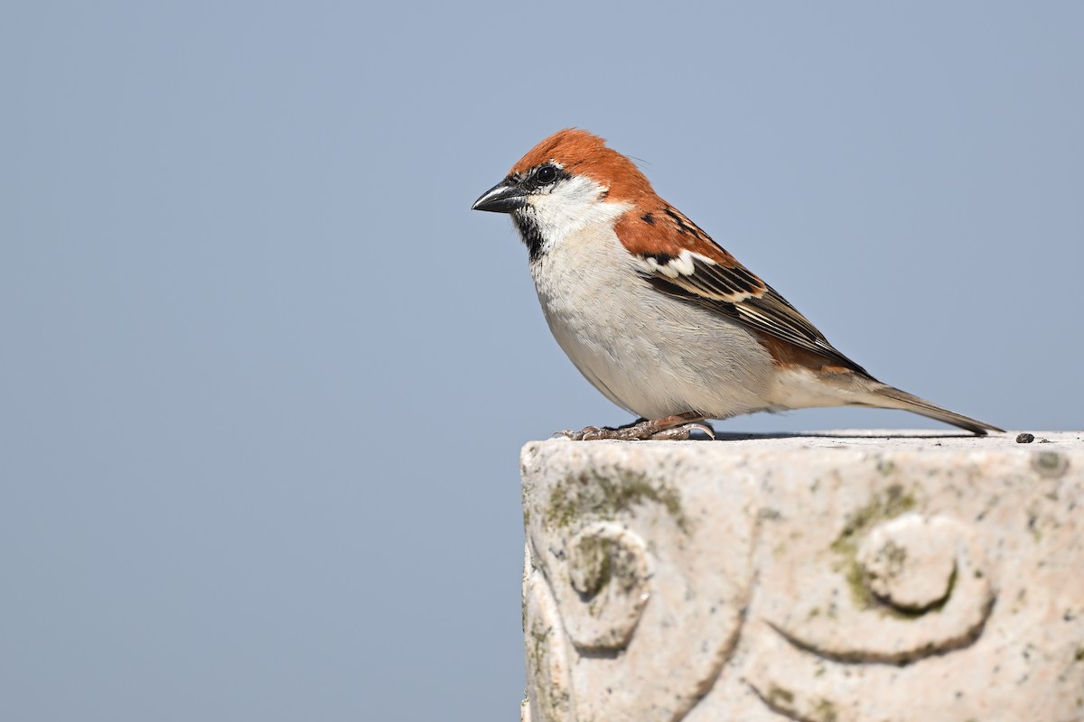 Russet Sparrow - ML536834131