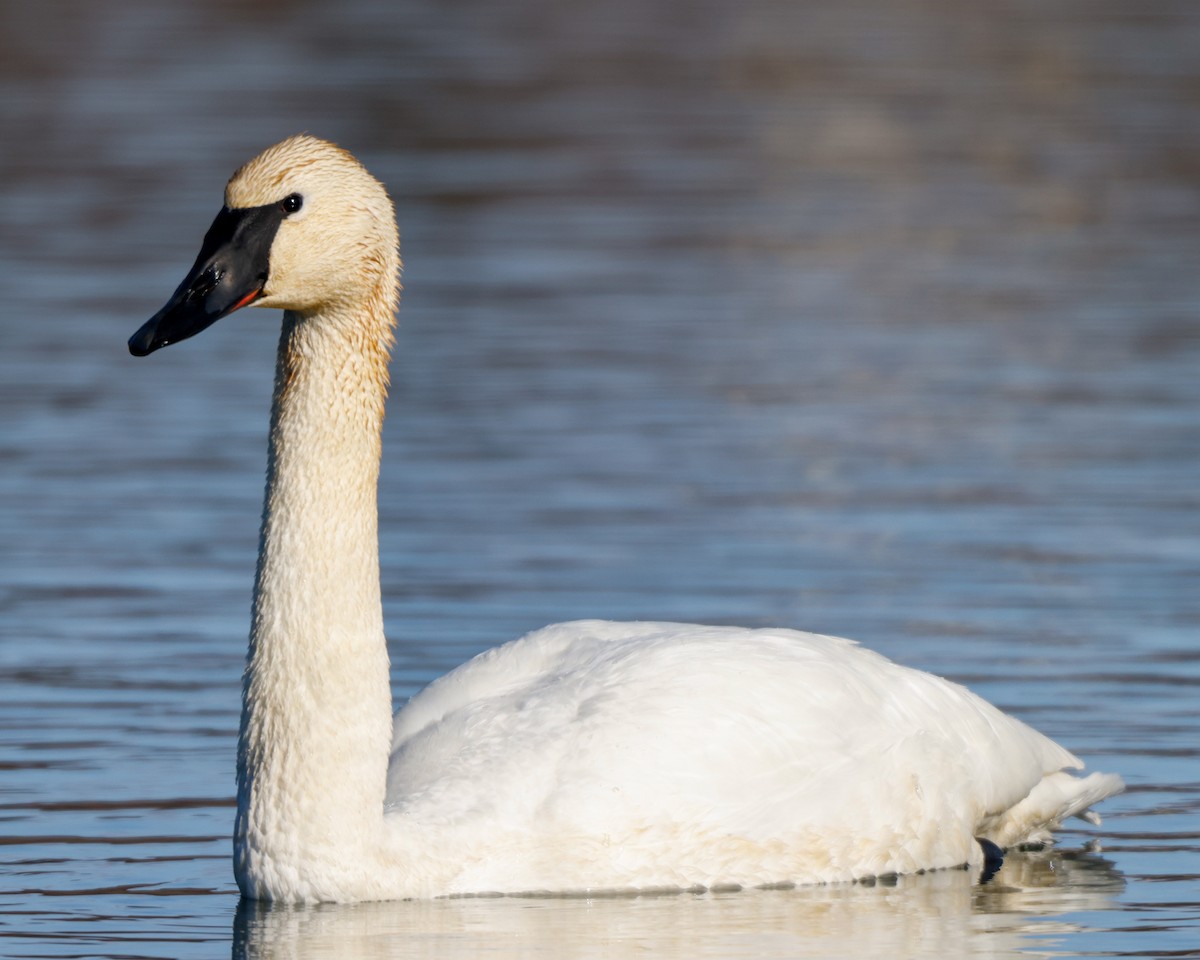 Trumpeter Swan - Kelly White