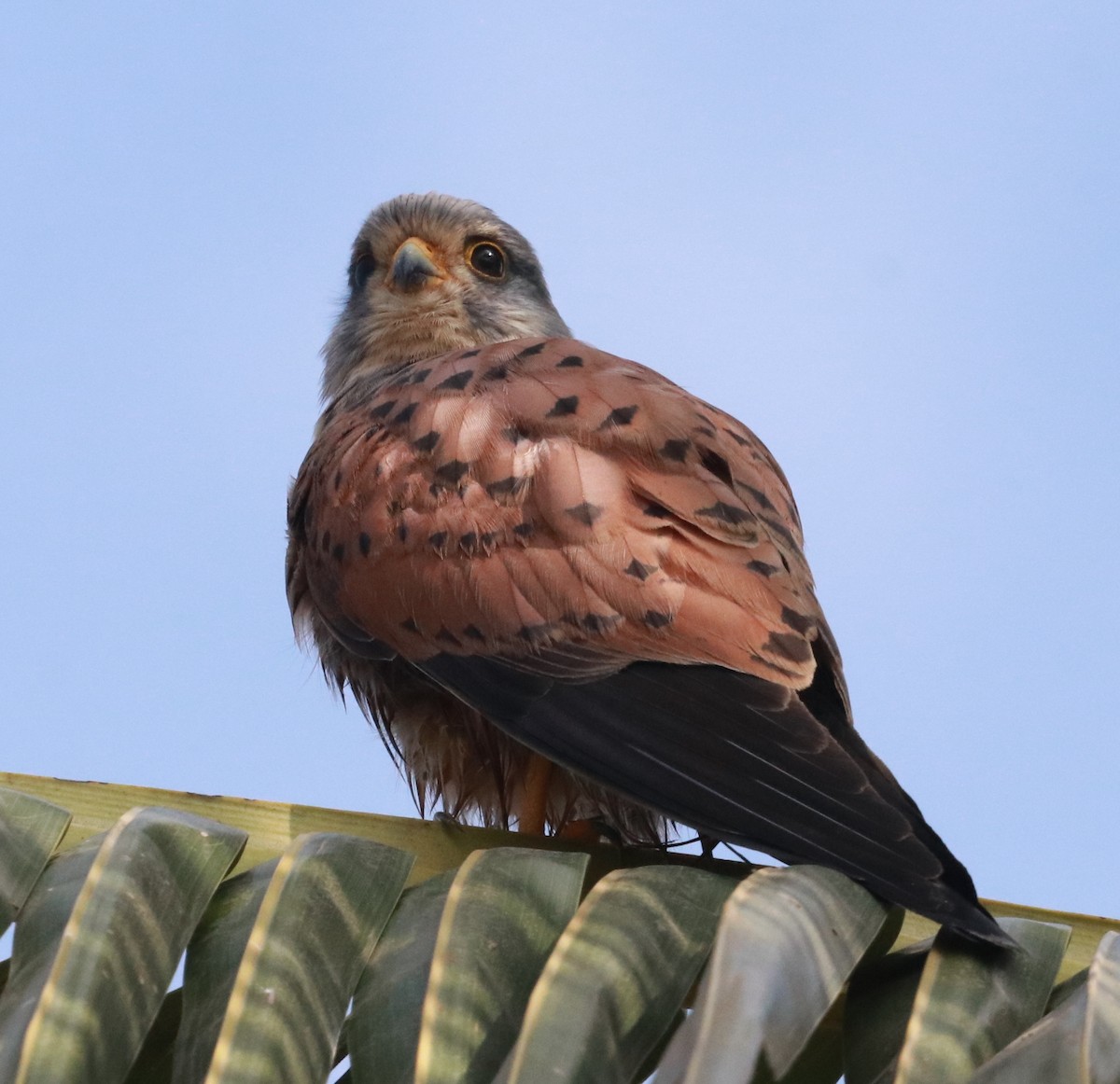 Eurasian Kestrel - ML536834311