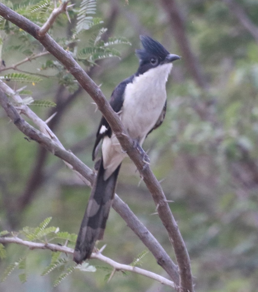 קוקיה עקודה - ML536834461