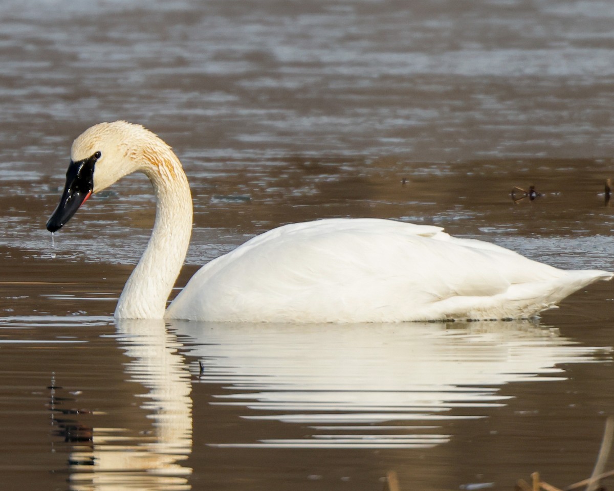 Trumpeter Swan - Kelly White