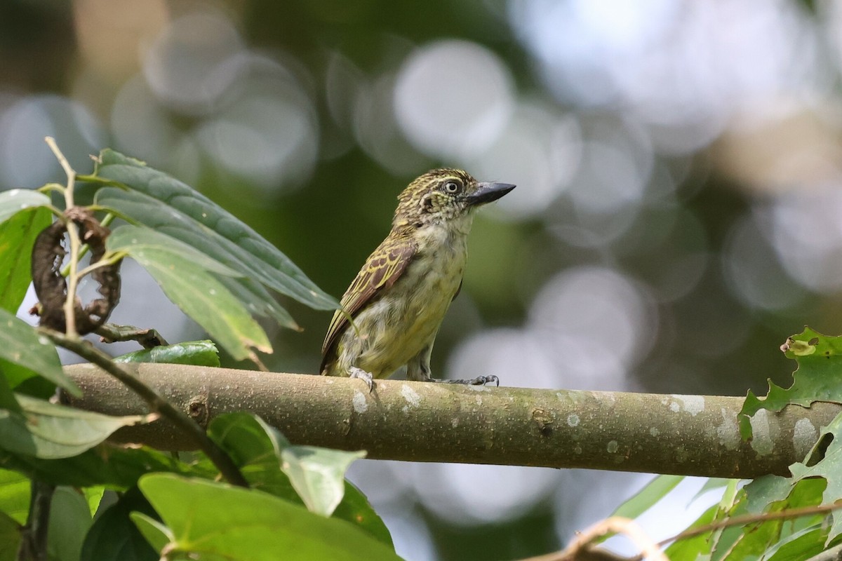 Schuppenbartvogel - ML536835471