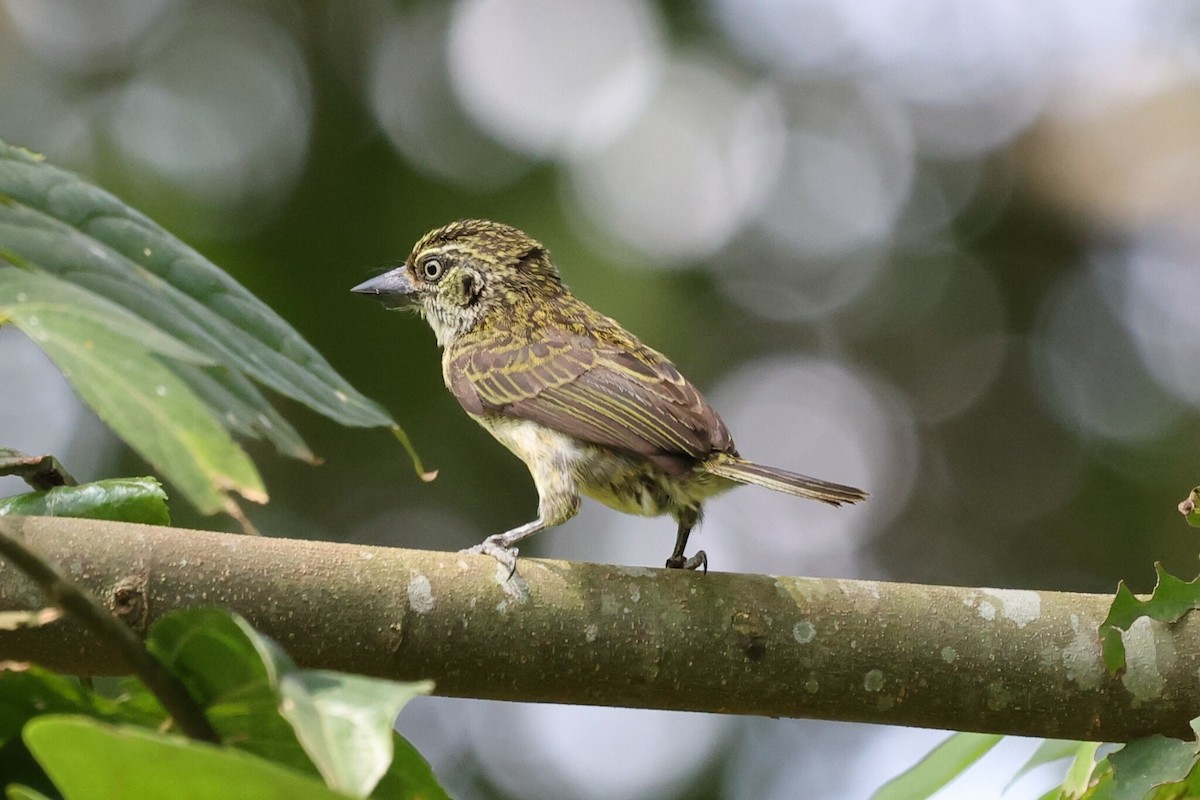 Speckled Tinkerbird - ML536835561