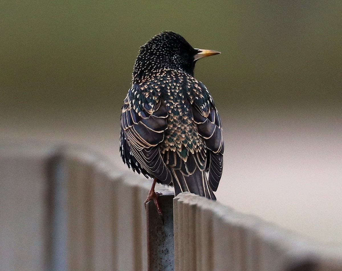 European Starling - ML536836681