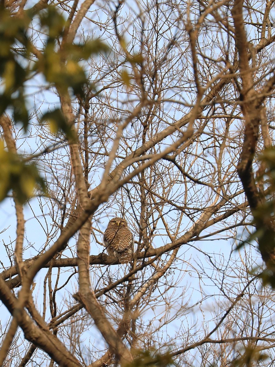 Asian Barred Owlet - ML536836741
