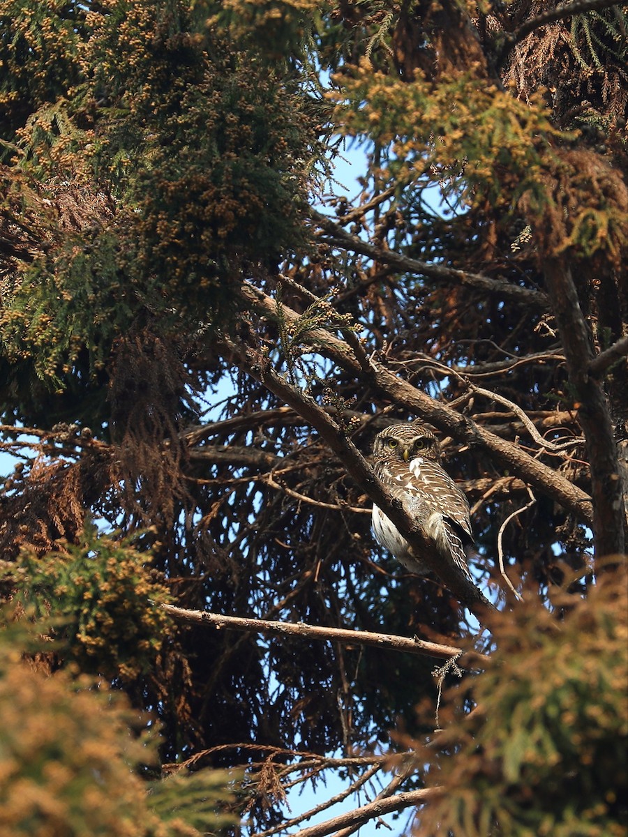 Asian Barred Owlet - ML536836771