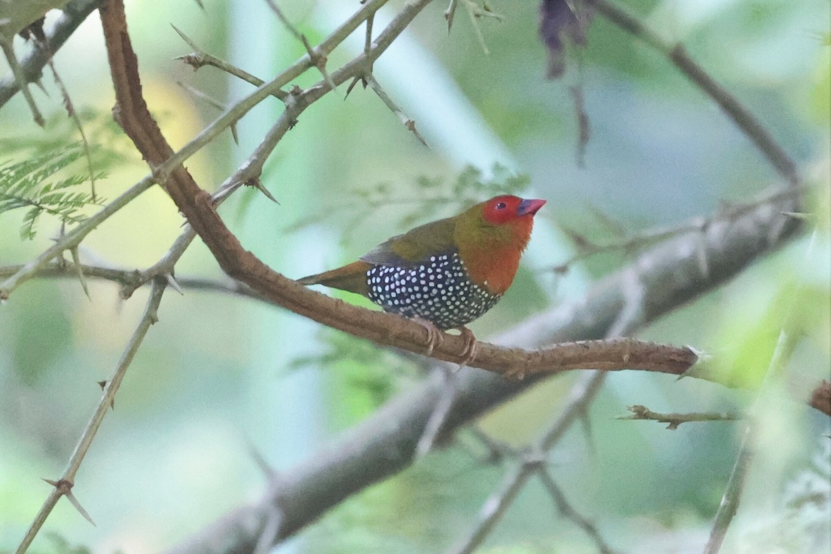 Green-backed Twinspot - ML536838201