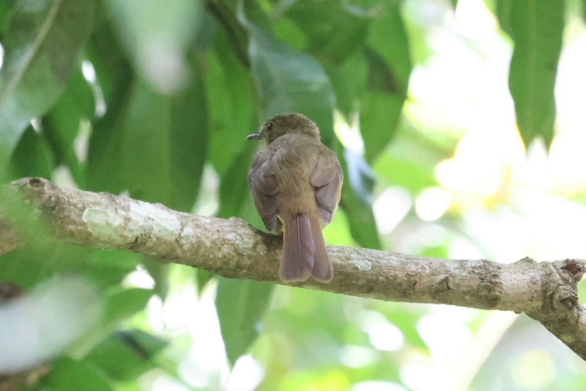 Little Greenbul - Tommy Andriollo