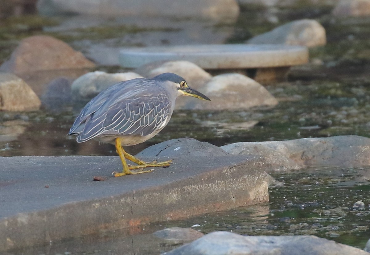 Striated Heron - ML536838621