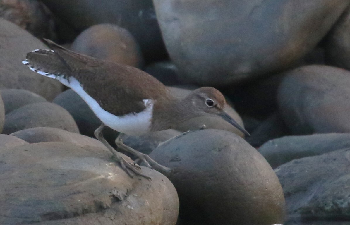 Common Sandpiper - ML536838871