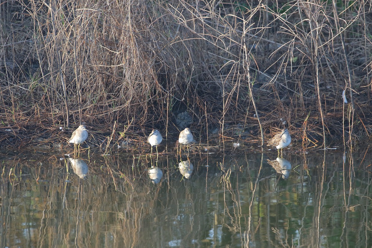 Wood Sandpiper - ML536839081