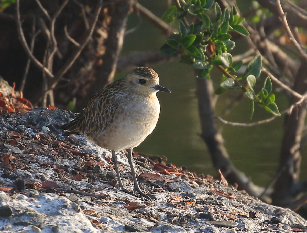 Pacific Golden-Plover - ML536839201