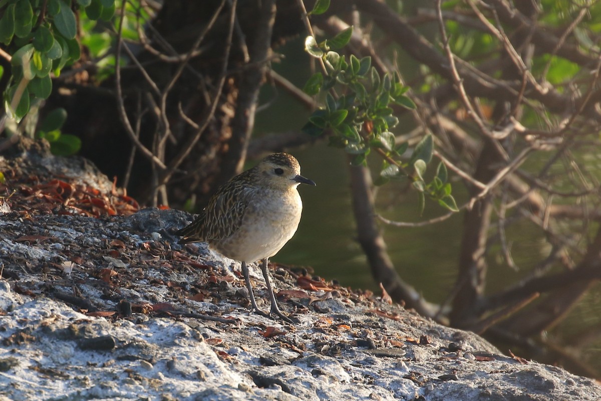 Pacific Golden-Plover - ML536839211