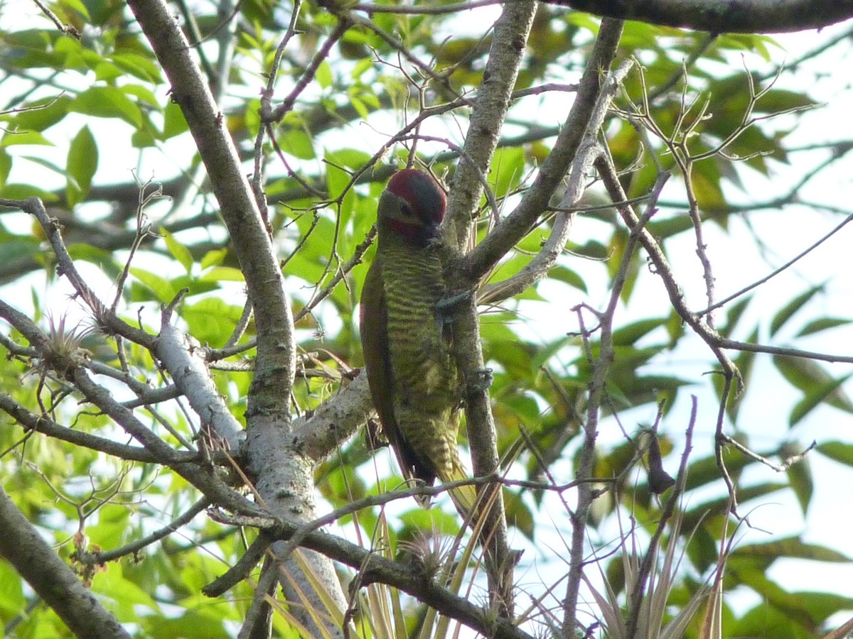 Golden-olive Woodpecker - ML536839301