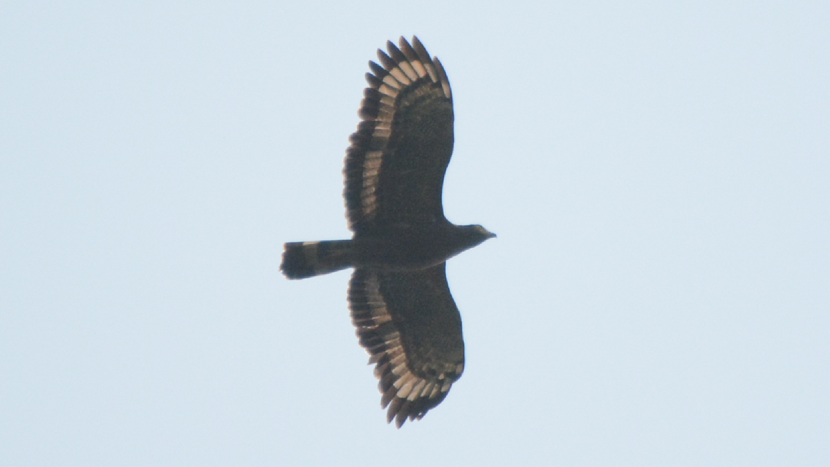 Crested Serpent-Eagle - ML536839351