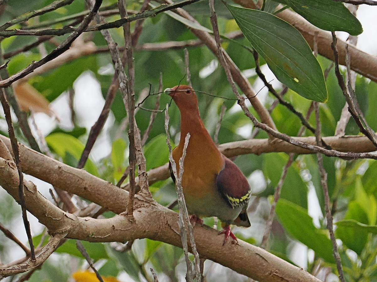 Cinnamon-headed Green-Pigeon - Sue Chew Yap