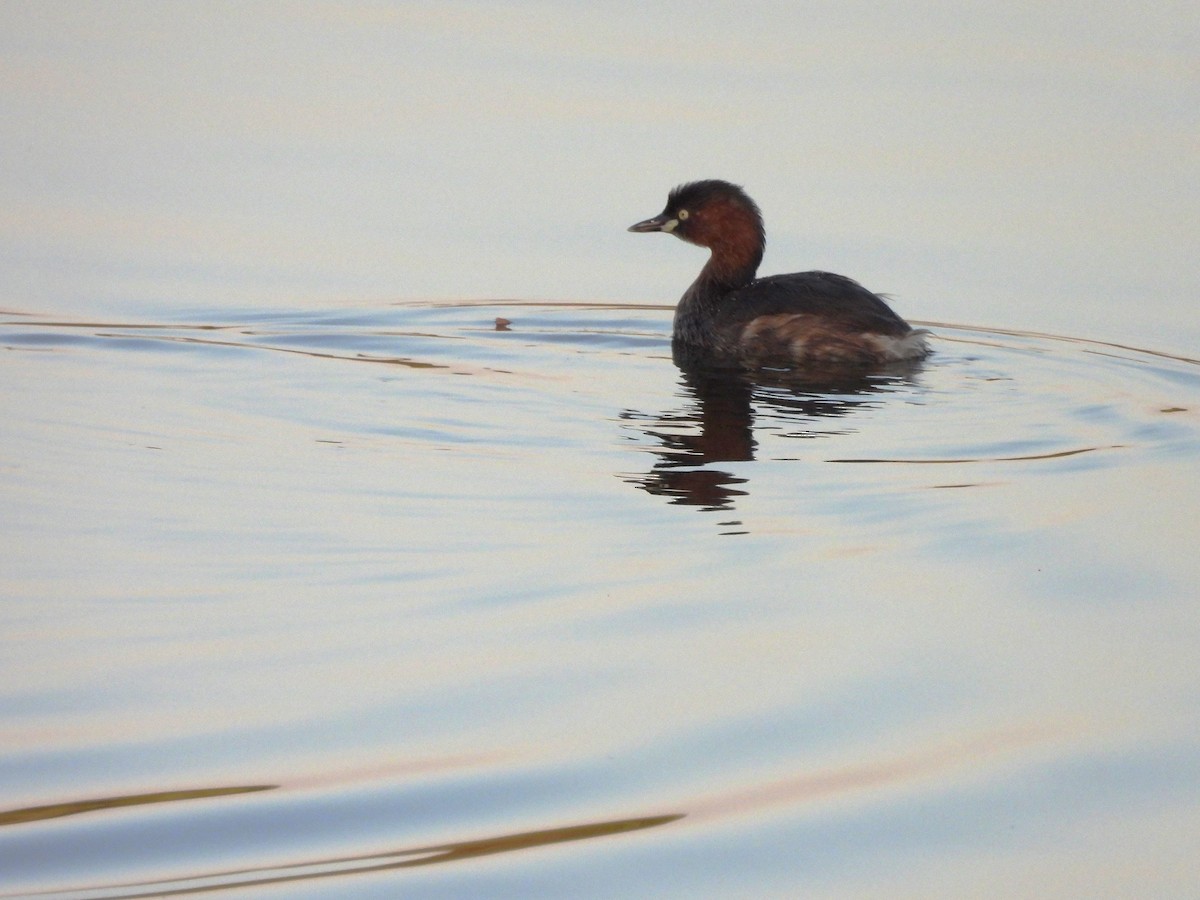 Little Grebe - 尤 俊華