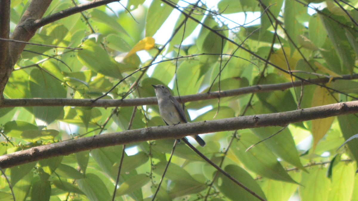 Taiga/Red-breasted Flycatcher - ML536839861