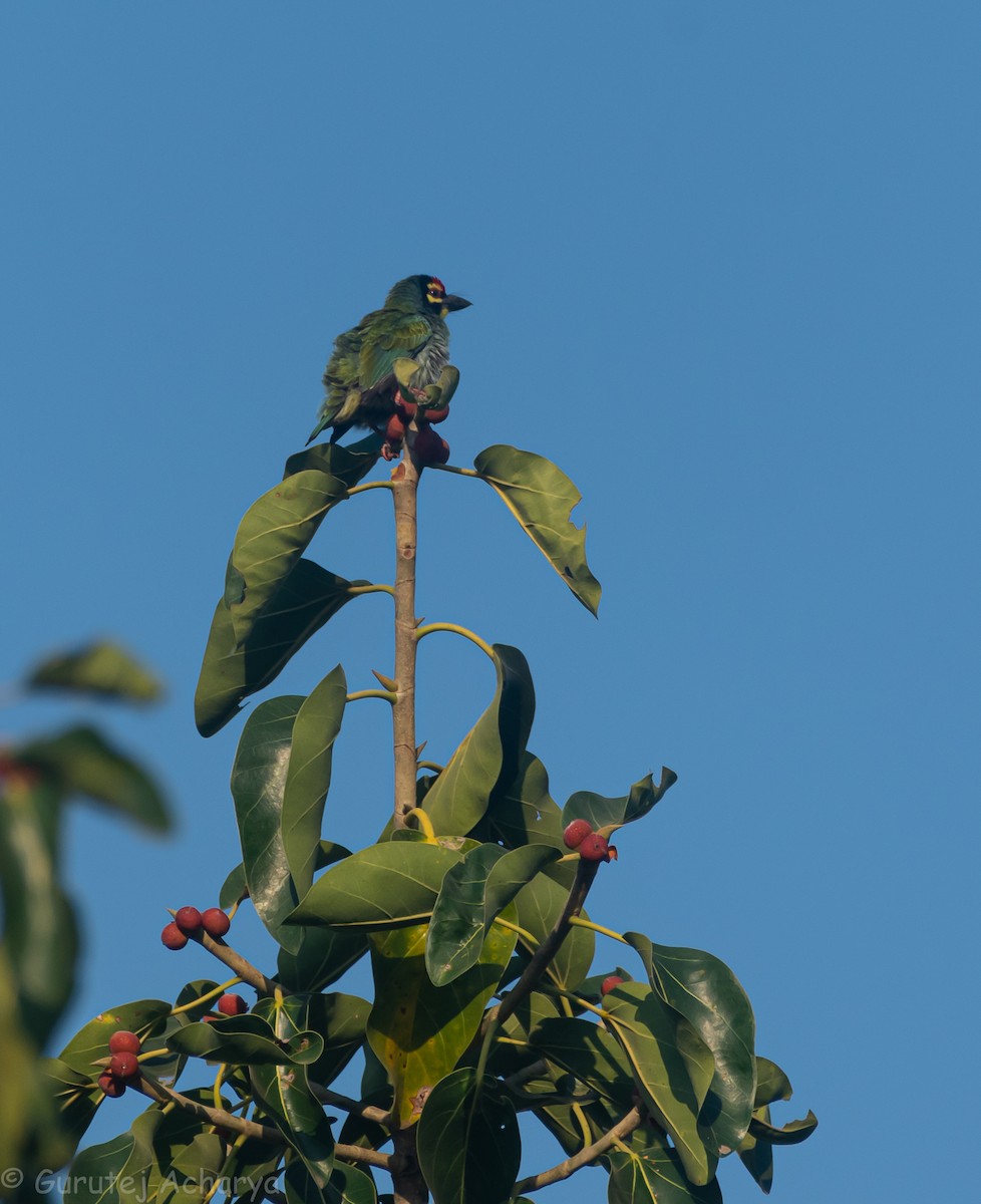 Coppersmith Barbet - ML536841331