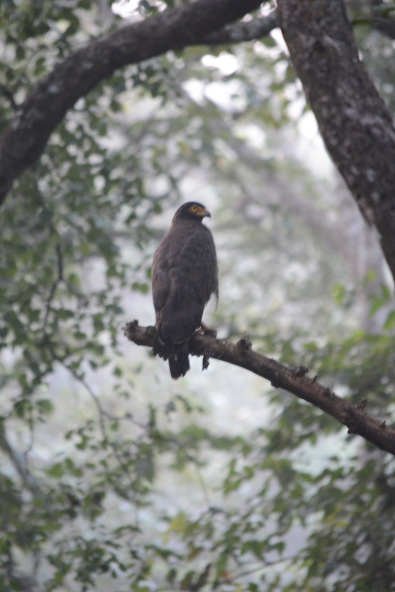 Crested Serpent-Eagle - ML536842431