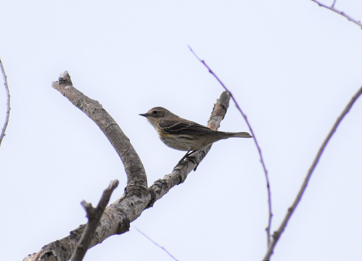 Yellow-rumped Warbler - ML536843051