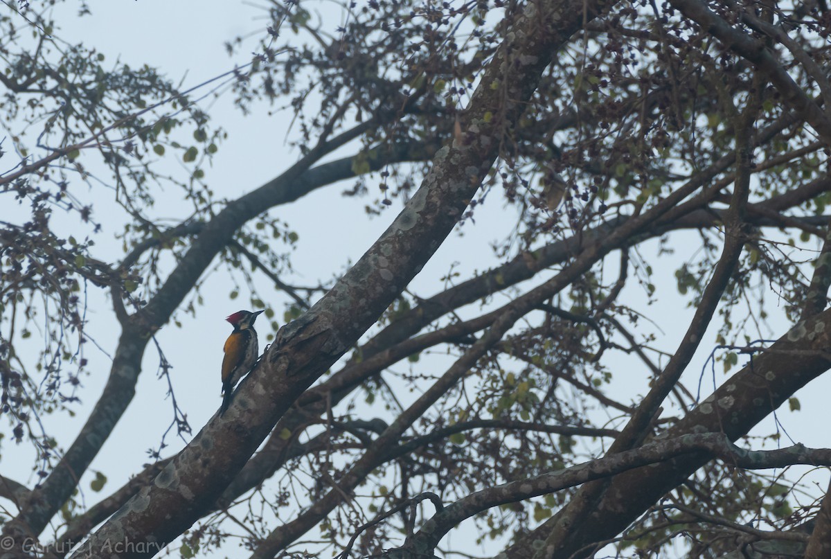 Black-rumped Flameback - ML536843281