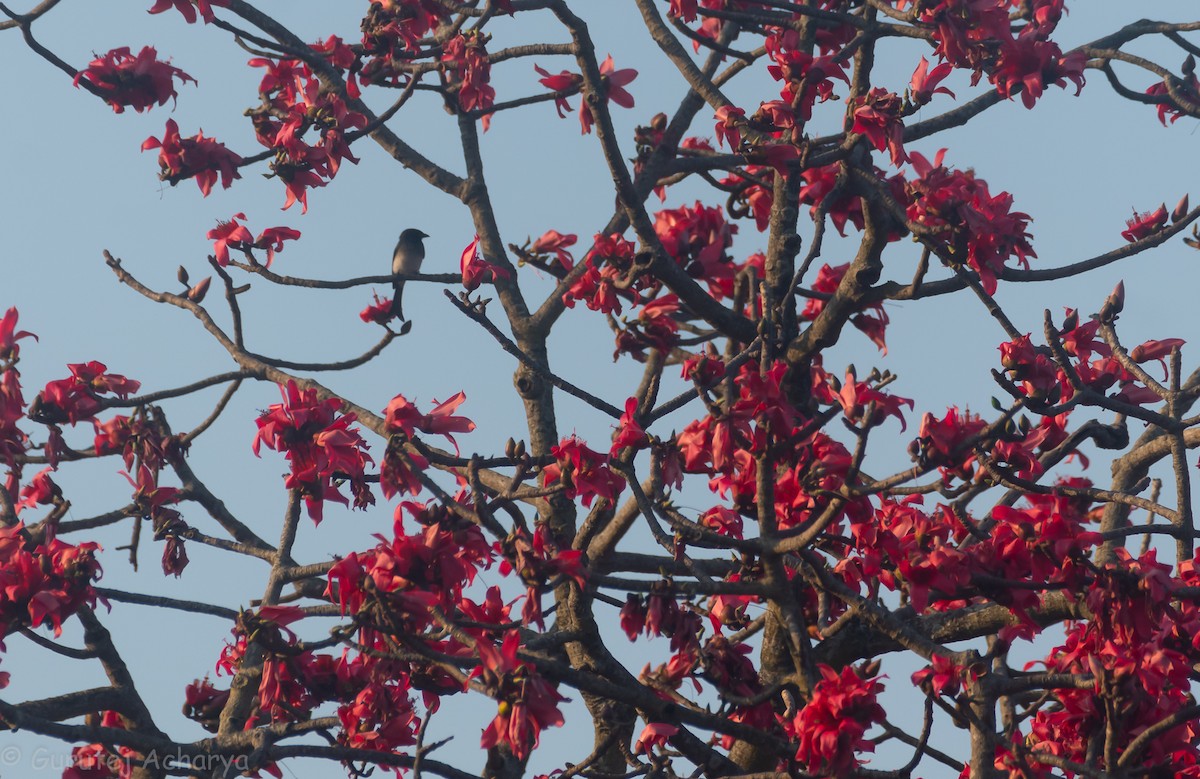 White-bellied Drongo - ML536843361