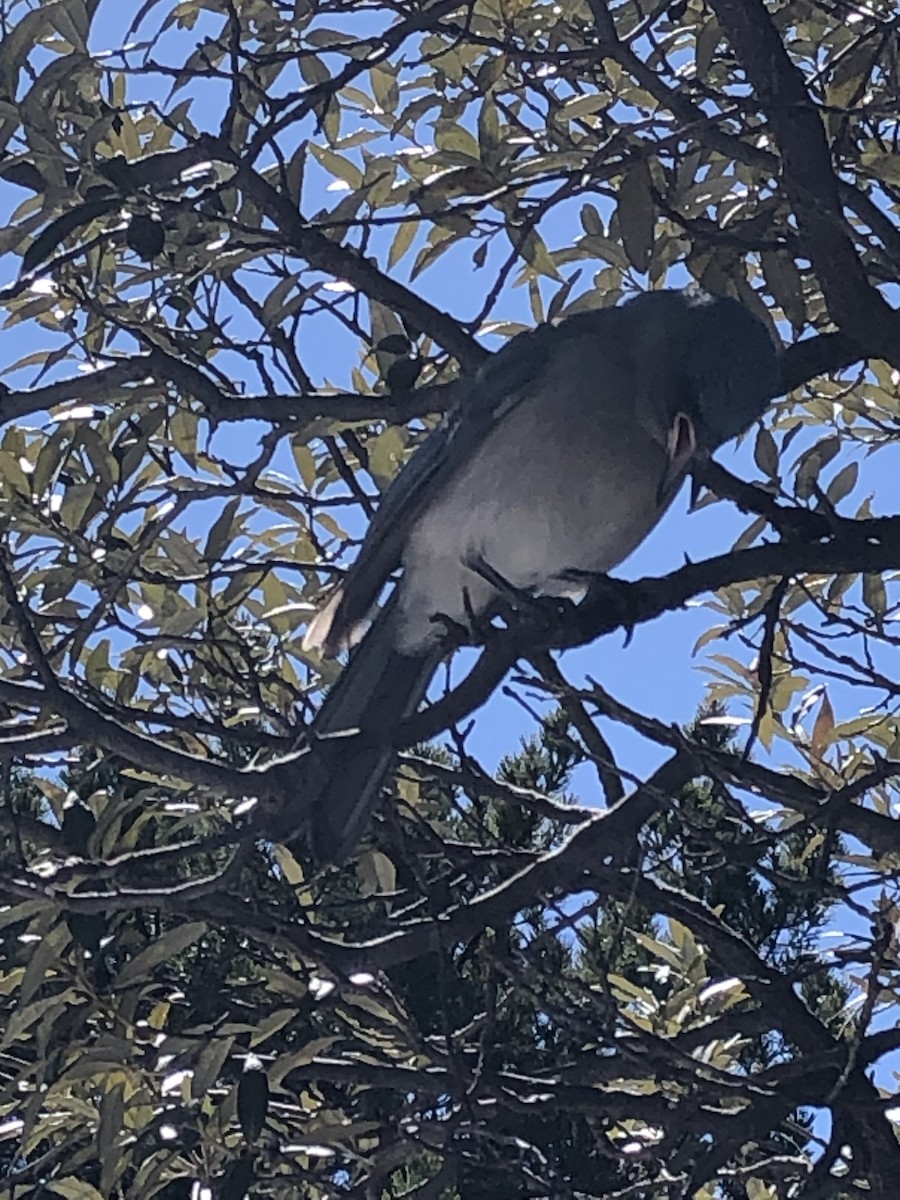 Mexican Jay - ML536843381