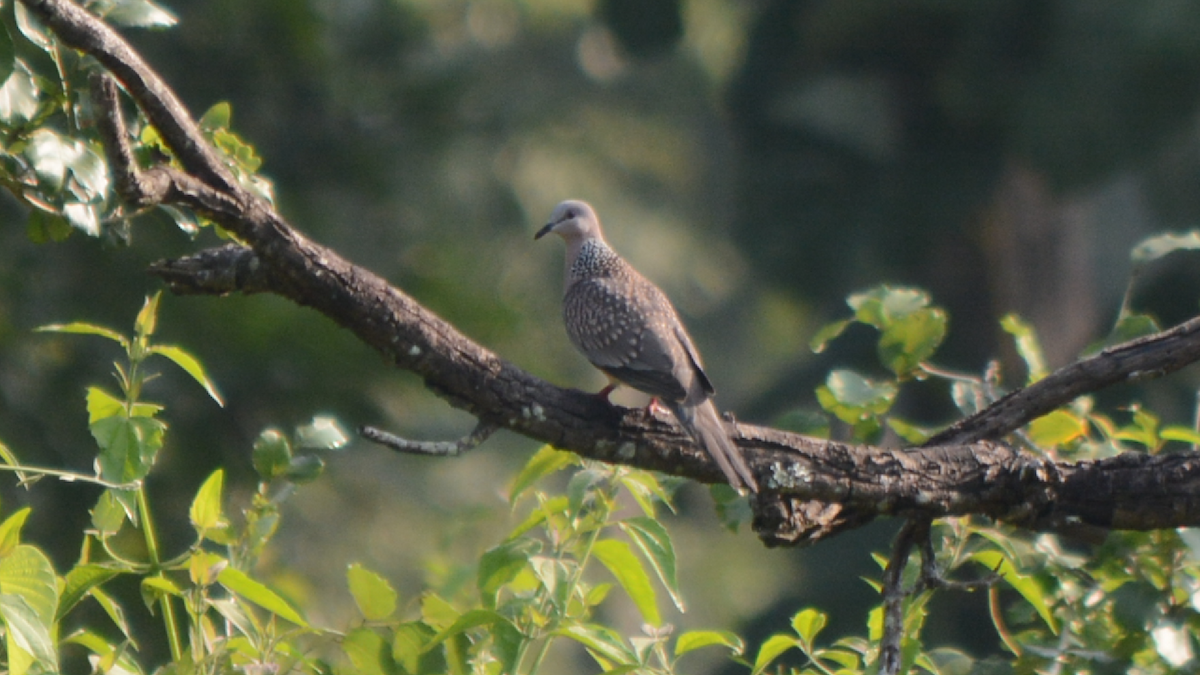 Spotted Dove - ML536843401