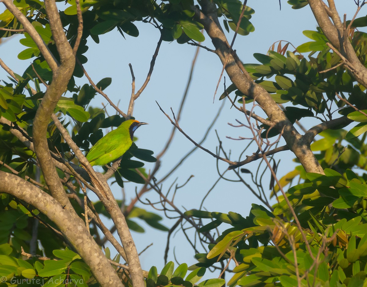 Golden-fronted Leafbird - ML536843411
