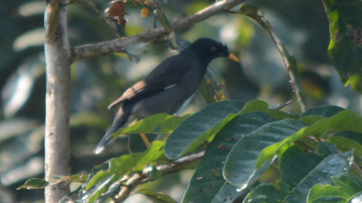 Jungle Myna - ML536843501