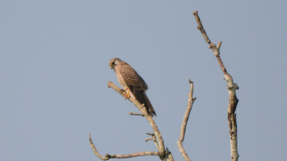 Eurasian Kestrel - ML536843881