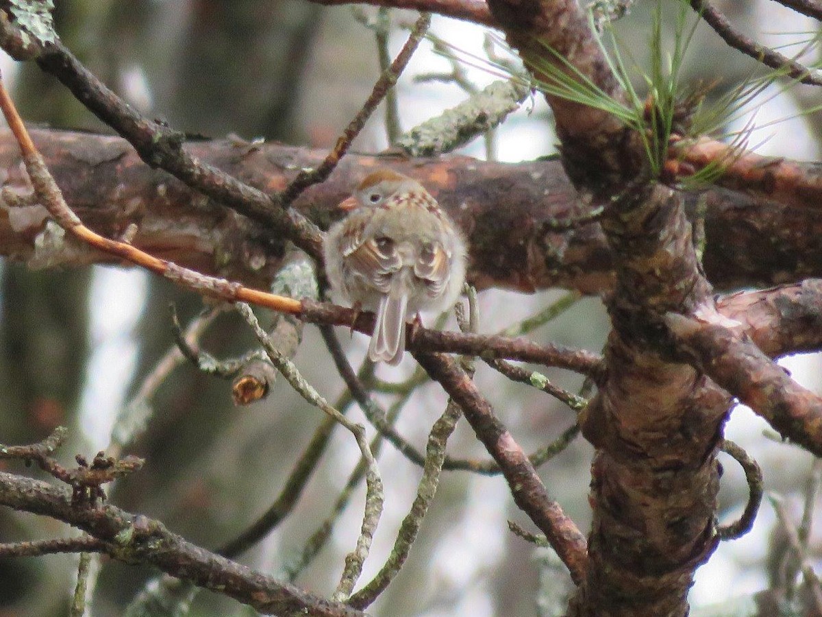 Field Sparrow - ML53684401