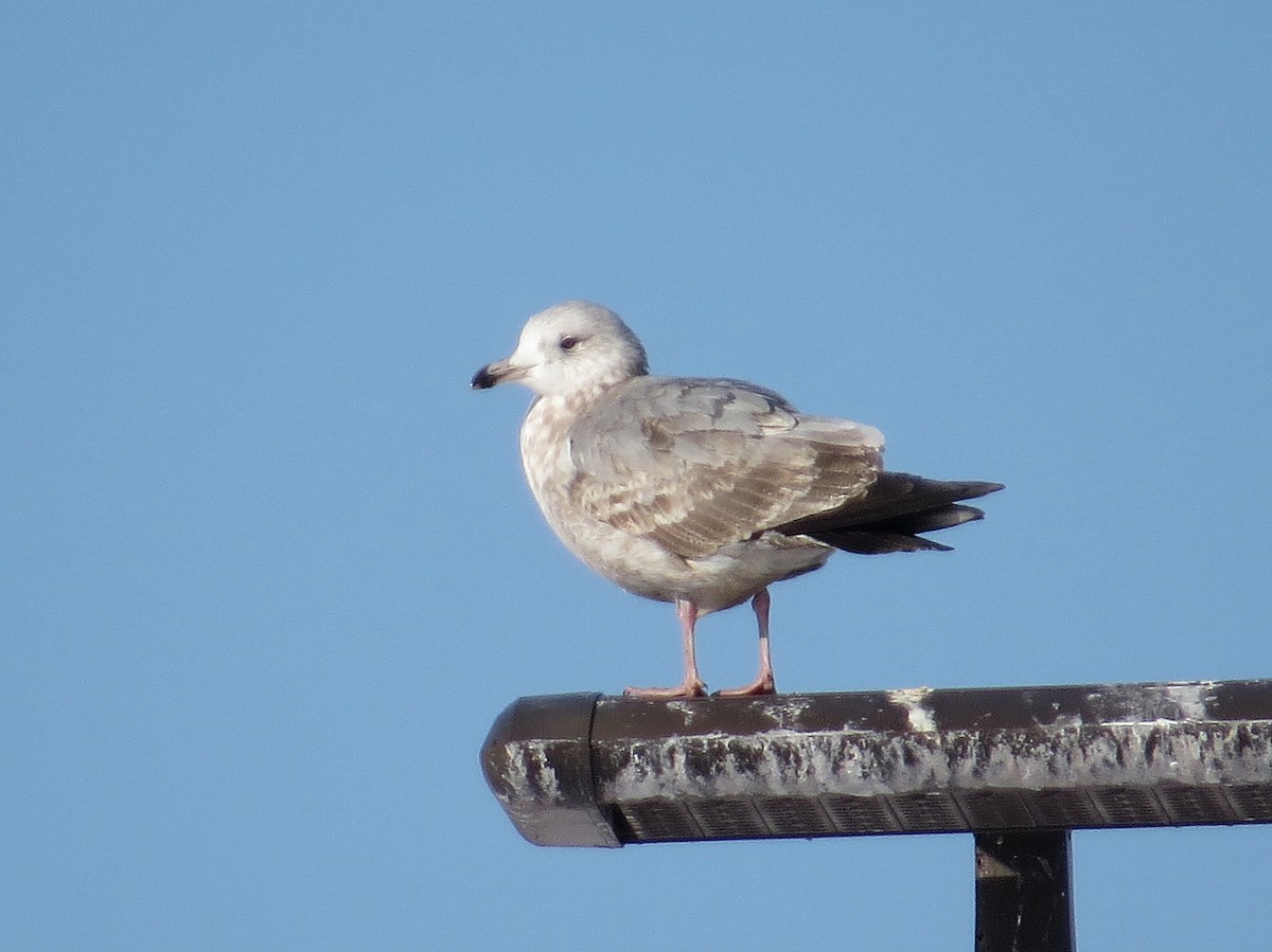 Herring Gull - ML536844251