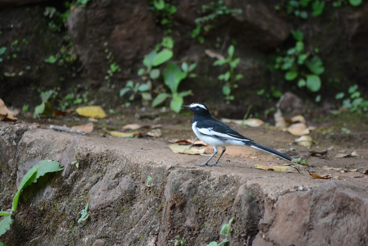White-browed Wagtail - ML536844351
