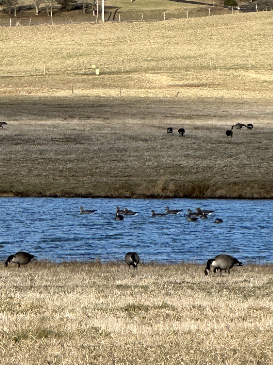 Greater White-fronted Goose - ML536844691