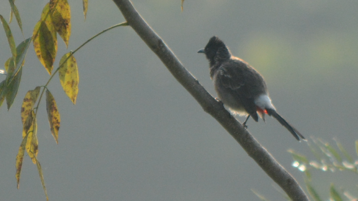 Red-vented Bulbul - ML536844861