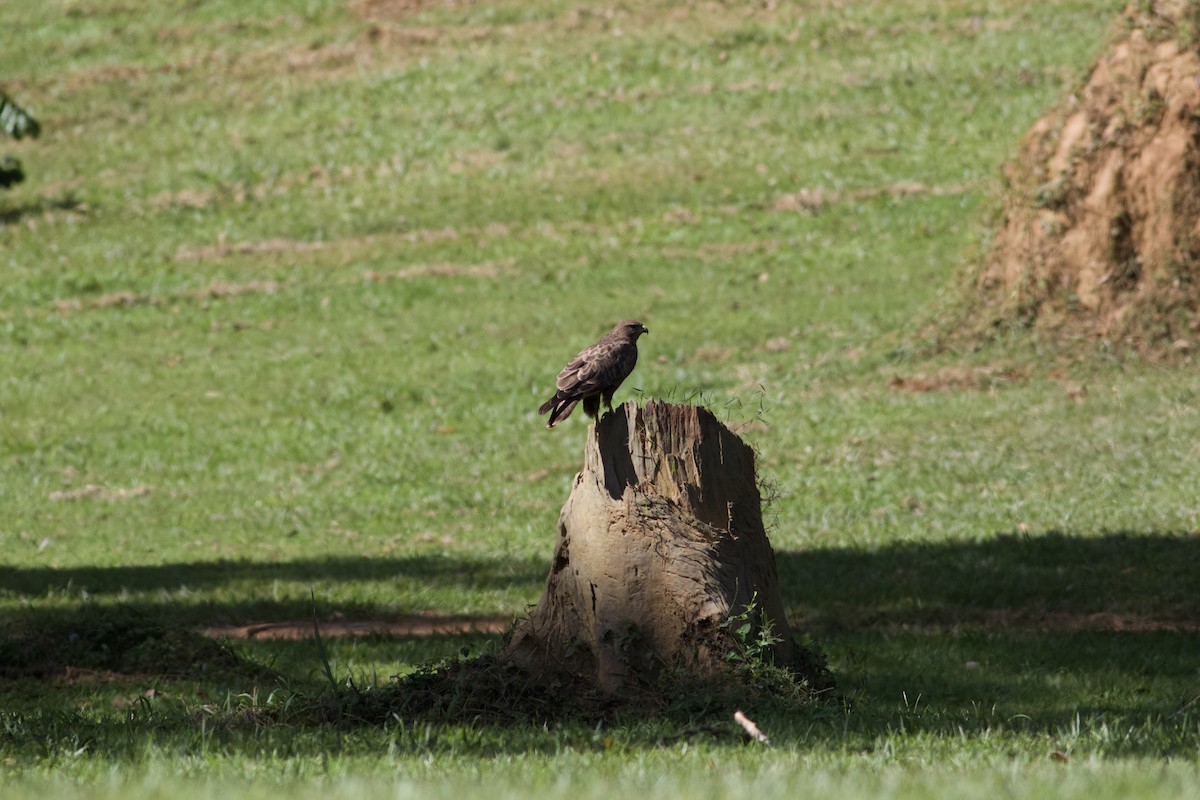 Common Buzzard - ML536845191