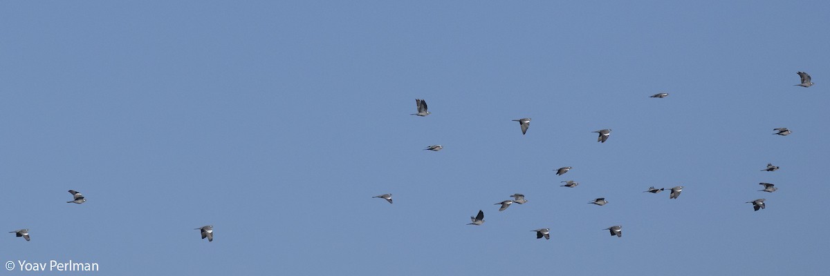 Common Wood-Pigeon - ML536845511