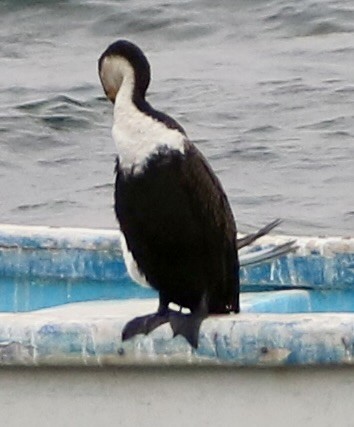 Great Cormorant (White-breasted) - ML536845951