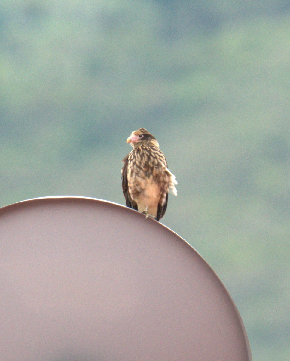 Caracara à tête jaune - ML536846321