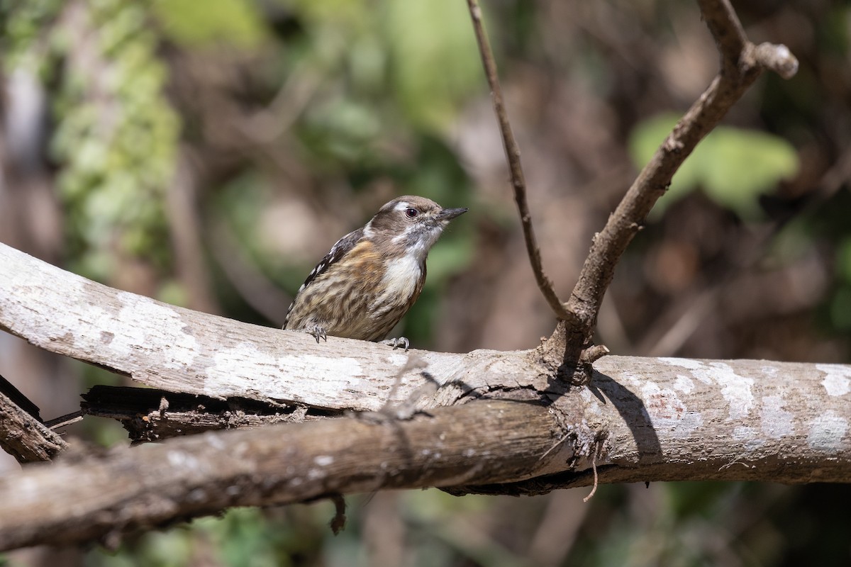 Japanese Pygmy Woodpecker - ML536846671